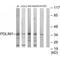 PDZ and LIM domain protein 1 antibody, A04832-1, Boster Biological Technology, Western Blot image 