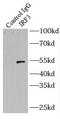 Interferon Regulatory Factor 3 antibody, FNab04389, FineTest, Immunoprecipitation image 