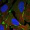 Erythrocyte Membrane Protein Band 4.1 Like 3 antibody, HPA028605, Atlas Antibodies, Immunofluorescence image 