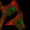 Interleukin-15 antibody, HPA037738, Atlas Antibodies, Immunofluorescence image 