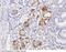 Integrin Subunit Alpha 6 antibody, 100497-T08, Sino Biological, Immunohistochemistry frozen image 