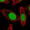 Protein Dr1 antibody, NBP2-47480, Novus Biologicals, Immunofluorescence image 