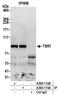 Pre-rRNA-processing protein TSR1 homolog antibody, A305-112A, Bethyl Labs, Immunoprecipitation image 
