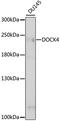 Dedicator Of Cytokinesis 4 antibody, 16-220, ProSci, Western Blot image 