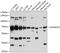 CDK5 Regulatory Subunit Associated Protein 3 antibody, 19-521, ProSci, Western Blot image 
