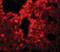 Sushi Repeat Containing Protein X-Linked 2 antibody, orb94339, Biorbyt, Immunocytochemistry image 