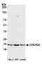 Coiled-Coil-Helix-Coiled-Coil-Helix Domain Containing 4 antibody, A305-811A-M, Bethyl Labs, Western Blot image 
