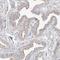 Protein ALEX antibody, NBP1-89752, Novus Biologicals, Immunohistochemistry paraffin image 