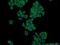 FKBP Prolyl Isomerase 1B antibody, 18073-1-AP, Proteintech Group, Immunofluorescence image 