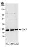 Gamma-Glutamylcyclotransferase antibody, A305-562A, Bethyl Labs, Western Blot image 