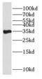 CRH antibody, FNab01973, FineTest, Western Blot image 