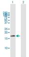 MHF1 antibody, H00378708-B01P, Novus Biologicals, Western Blot image 
