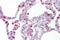 Hematopoietic Prostaglandin D Synthase antibody, orb325413, Biorbyt, Immunohistochemistry paraffin image 