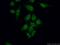 WT1 Associated Protein antibody, 60188-1-Ig, Proteintech Group, Immunofluorescence image 