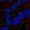 NHS Actin Remodeling Regulator antibody, HPA076257, Atlas Antibodies, Immunocytochemistry image 