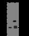 Prostate Stem Cell Antigen antibody, 201684-T32, Sino Biological, Western Blot image 