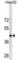Leucine Rich Repeat Containing 19 antibody, abx031263, Abbexa, Western Blot image 