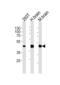 STE20-related kinase adapter protein alpha antibody, 61-060, ProSci, Western Blot image 