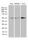 Sorting nexin-4 antibody, M08783, Boster Biological Technology, Western Blot image 