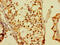 Double homeobox protein 4 antibody, CSB-PA890667LA01HU, Cusabio, Immunohistochemistry frozen image 