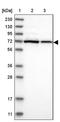 Alkylglycerone Phosphate Synthase antibody, PA5-56398, Invitrogen Antibodies, Western Blot image 