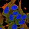 ADCYAP Receptor Type I antibody, NBP2-47340, Novus Biologicals, Immunofluorescence image 