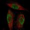 Bromodomain Containing 4 antibody, NBP1-86640, Novus Biologicals, Immunofluorescence image 