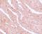 Microtubule Associated Scaffold Protein 2 antibody, A11125, Boster Biological Technology, Immunohistochemistry frozen image 