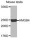 High Mobility Group Box 4 antibody, MBS128034, MyBioSource, Western Blot image 