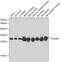 Phosphoglycerate Mutase 2 antibody, GTX33406, GeneTex, Western Blot image 