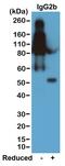 Mouse IgG2b antibody, SA5-10210, Invitrogen Antibodies, Western Blot image 