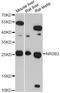 Nuclear Receptor Subfamily 0 Group B Member 2 antibody, MBS127945, MyBioSource, Western Blot image 
