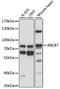ATP Binding Cassette Subfamily B Member 7 antibody, 15-673, ProSci, Western Blot image 