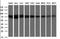 Galactosidase Beta 1 antibody, orb181734, Biorbyt, Western Blot image 