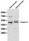 Caspase 9 antibody, LS-C192628, Lifespan Biosciences, Western Blot image 