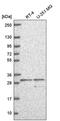 Solute Carrier Family 25 Member 5 antibody, PA5-67191, Invitrogen Antibodies, Western Blot image 