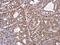 TMPRSS11D antibody, GTX117370, GeneTex, Immunohistochemistry paraffin image 