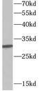 Stratifin antibody, FNab09897, FineTest, Western Blot image 