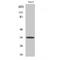 C-C Motif Chemokine Receptor 9 antibody, LS-C382690, Lifespan Biosciences, Western Blot image 