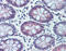 Nuclear Receptor Subfamily 1 Group I Member 2 antibody, TA318336, Origene, Immunohistochemistry paraffin image 