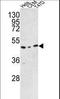 TRNA Methyltransferase O antibody, LS-C168215, Lifespan Biosciences, Western Blot image 