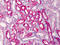 Catechol O-methyltransferase antibody, TA318461, Origene, Immunohistochemistry paraffin image 