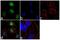 RBPJK antibody, 720219, Invitrogen Antibodies, Immunofluorescence image 