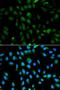 Proteasome subunit alpha type-3 antibody, orb49148, Biorbyt, Immunofluorescence image 