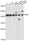 Methylthioribose-1-phosphate isomerase antibody, A14344, ABclonal Technology, Western Blot image 