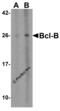 BCL2 Like 10 antibody, 3163, ProSci, Western Blot image 