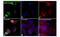 p65 antibody, PA5-17264, Invitrogen Antibodies, Immunofluorescence image 