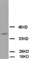 OBCAM antibody, PA1131, Boster Biological Technology, Western Blot image 