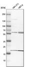 BAI1 Associated Protein 2 Like 1 antibody, HPA021257, Atlas Antibodies, Western Blot image 