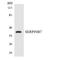 SERPINB7 antibody, LS-C200657, Lifespan Biosciences, Western Blot image 